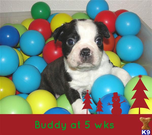 Boston Terrier Puppies in CA