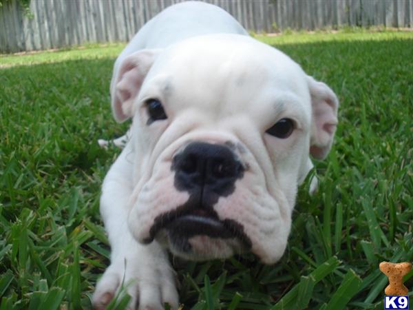 Puppies in MIAMI