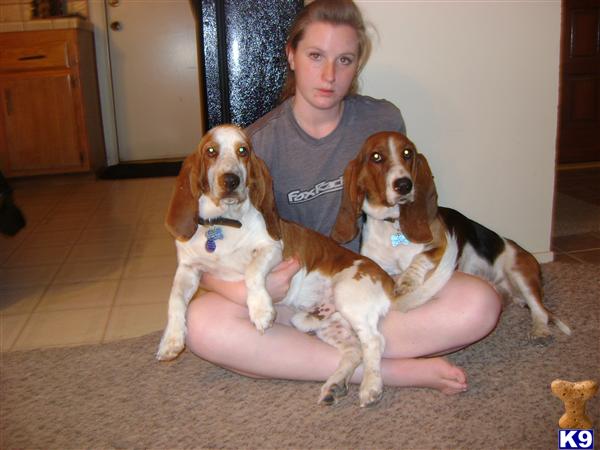 Dogs - Basset Hound