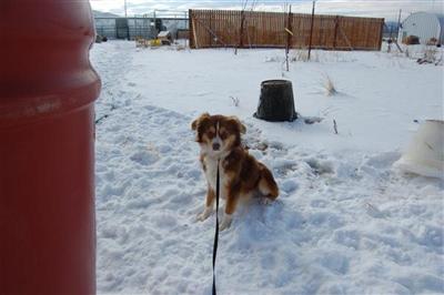 Dogs for Sale in UT