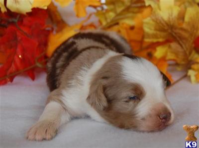 Puppies in UT