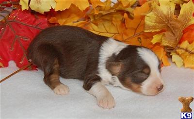 Puppies in UT
