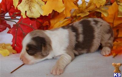 Puppies in UT
