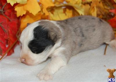 Puppies in UT
