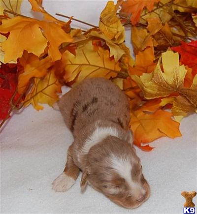 Puppies in UT
