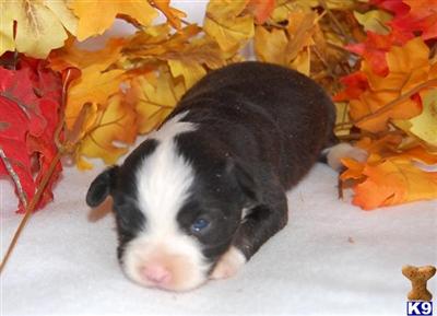 Puppies in UT