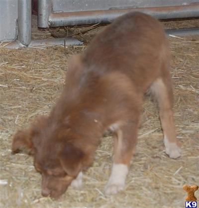 Puppies in UT