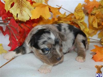 Puppies in UT