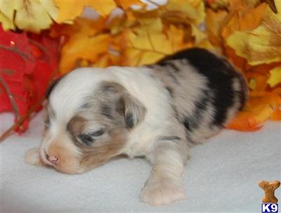 Puppies in UT