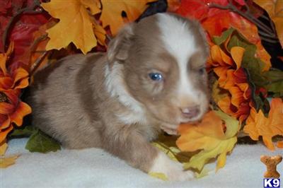 Puppies in UT