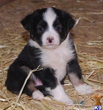 Miniature Australian Shepherd Puppies for Sale