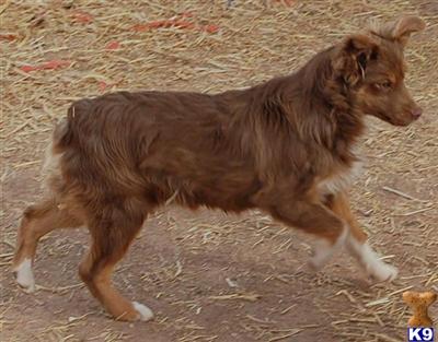 Miniature Australian Shepherd Puppies for Sale