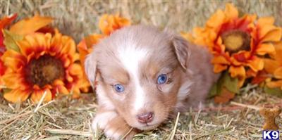 Miniature Australian Shepherd Puppies for Sale