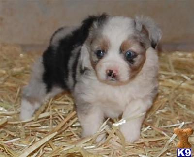 Miniature Australian Shepherd Puppies for Sale