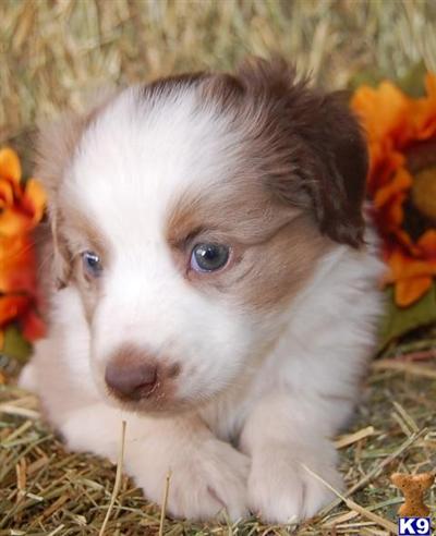 Miniature Australian Shepherd Puppies for Sale