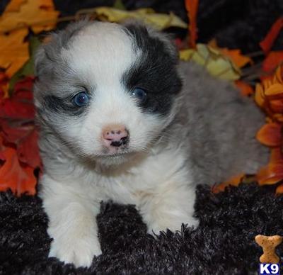 Miniature Australian Shepherd Puppies for Sale