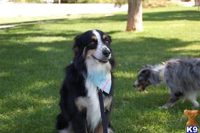 Dogs for Sale in UT
