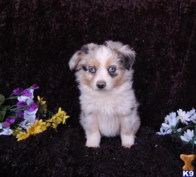Miniature Australian Shepherd Puppies for Sale