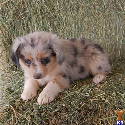 Miniature Australian Shepherd Puppies for Sale
