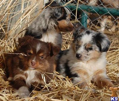 Puppies in UT