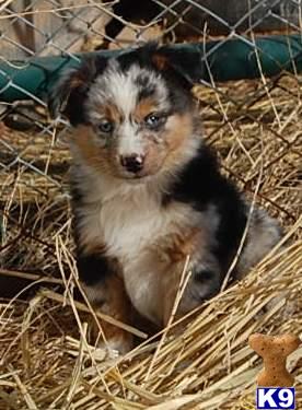 Puppies in UT