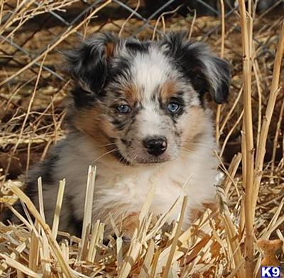 Puppies in UT