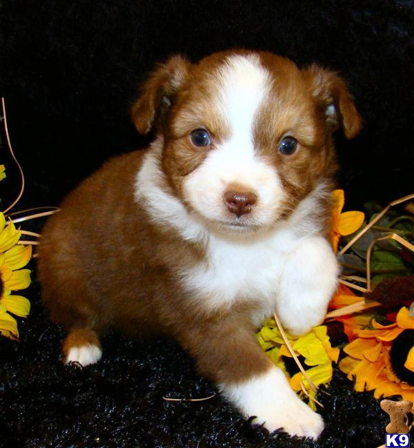 Puppies in UT