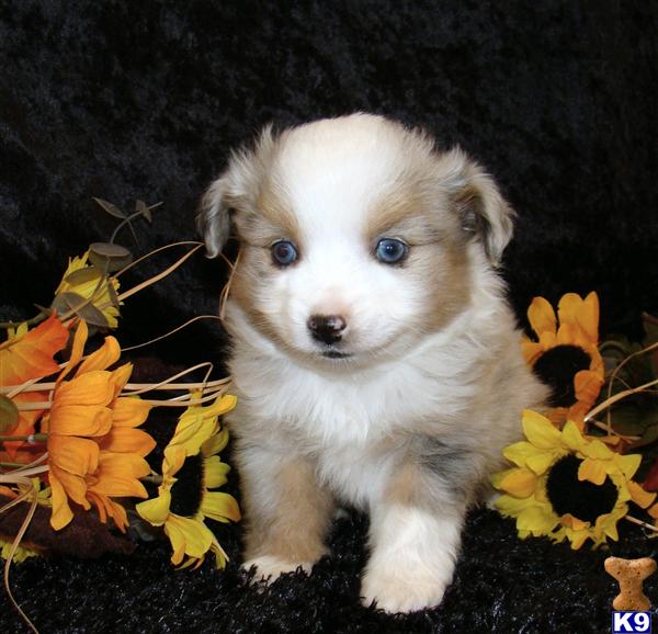 Puppies in UT