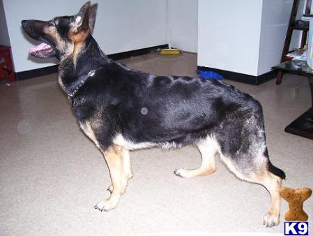Dogs for Sale in VA