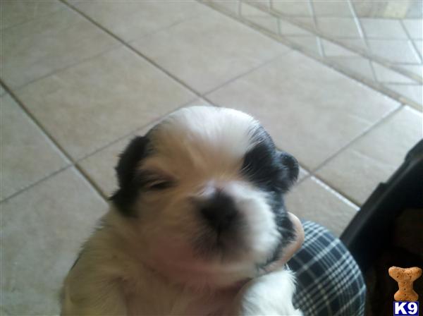 Puppies in Las cruces