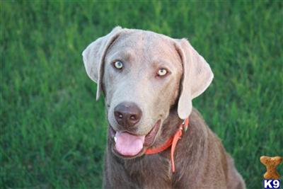 Stud Dogs - Labrador Retriever