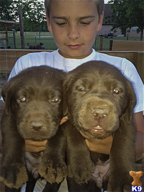 Puppies in Decatur