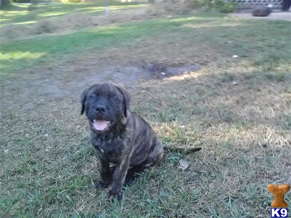 Bullmastiff Puppies in FL