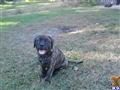 Bullmastiff