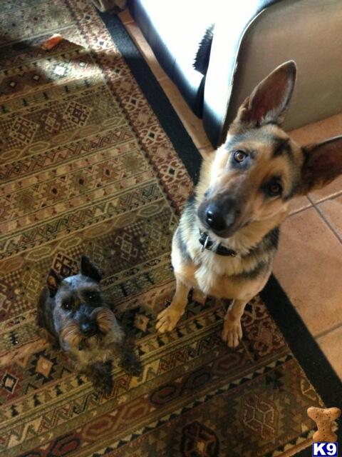 german shepherd puppies mn adopt german shepherd puppies mn german shepherd puppies mn adopt german shepherd puppies mn