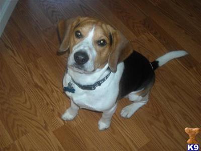 Stud Dogs - Beagle
