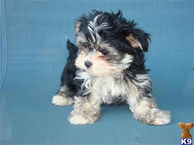 Puppies in OH