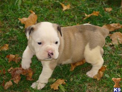 Puppies in OH