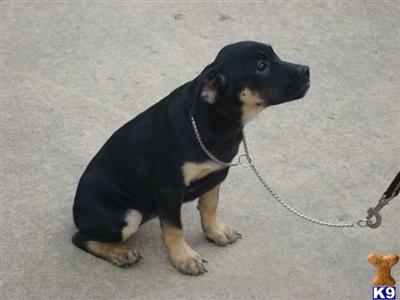 Puppies in OH