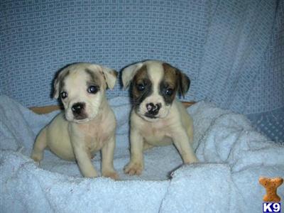 Bulldog Puppies for Sale