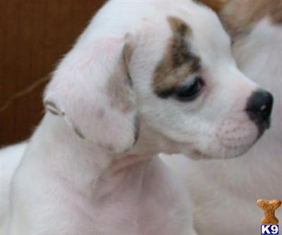 Bulldog Puppies for Sale