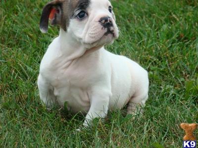 Puppies in OH
