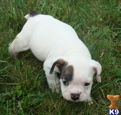 Puppies in OH
