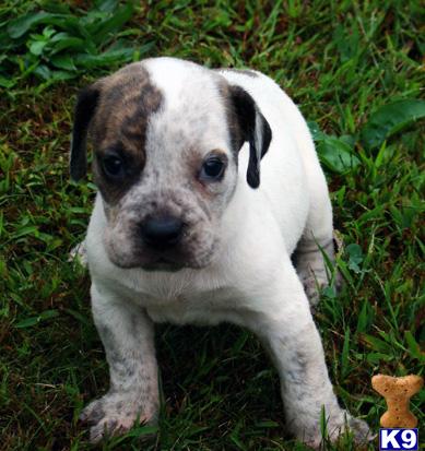 Bulldog Puppies for Sale