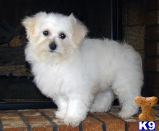 Bichon Frise Puppies for Sale