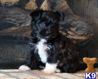 Puppies in OH