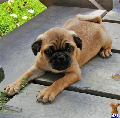 Puppies in OH