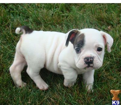 Puppies in OH