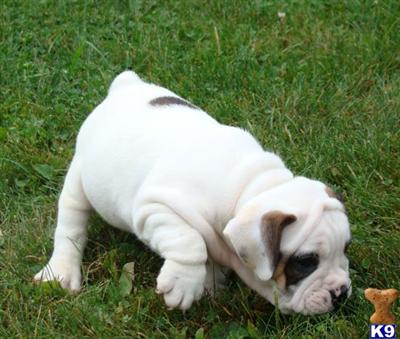 Puppies in OH