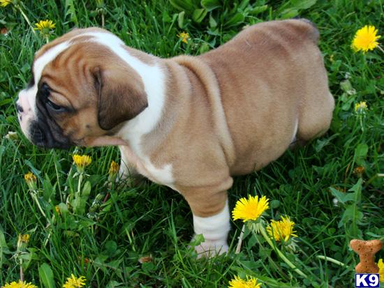 English Bulldog Puppies